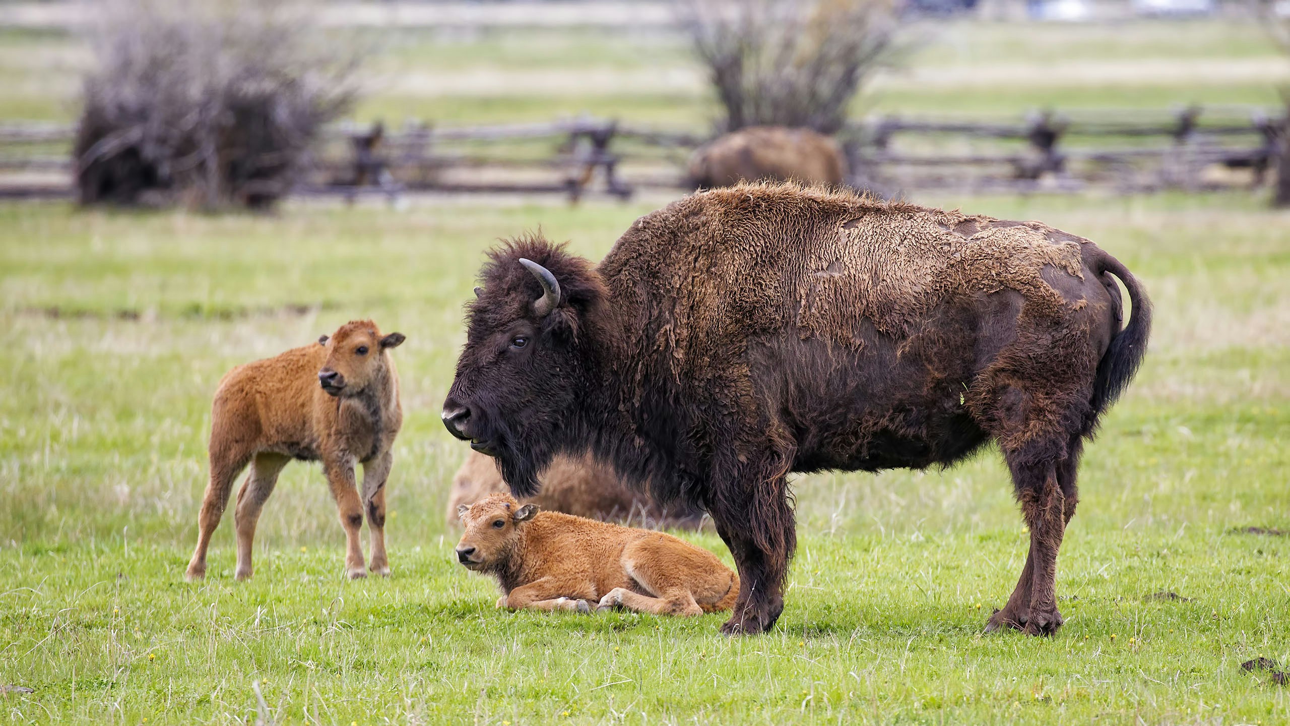 Baby Bison Takes on Wolf and Wins